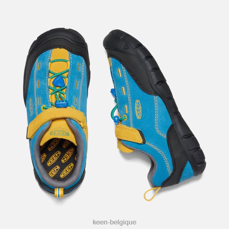 DLLD627 Keen plus âgé \'jasper ii tige bleue-dorée brillante en vedette