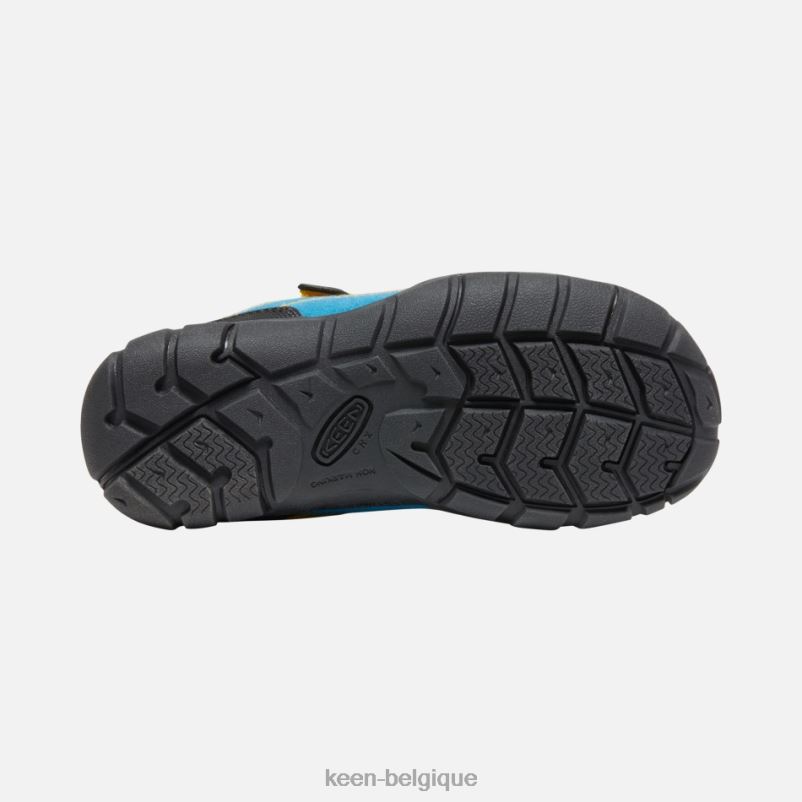 DLLD627 Keen plus âgé \'jasper ii tige bleue-dorée brillante en vedette